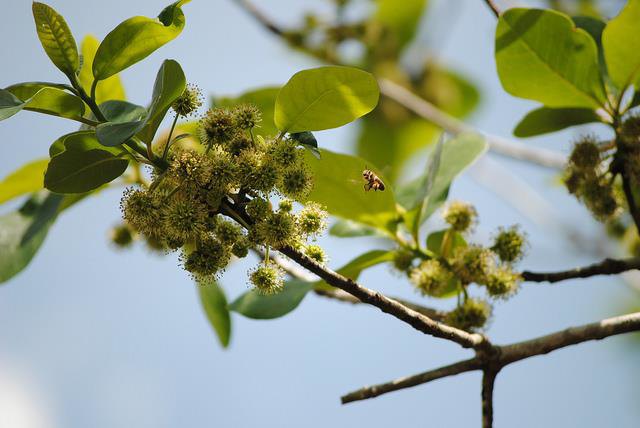 What is Tupelo Honey?